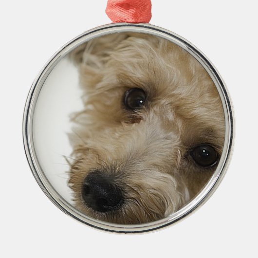 Schöne Augen eines Yorkie Poo Welpen Silbernes Ornament (Vorne)