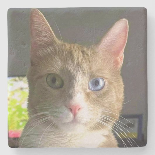 Schöne Augen Katze Steinuntersetzer (Vorderseite)