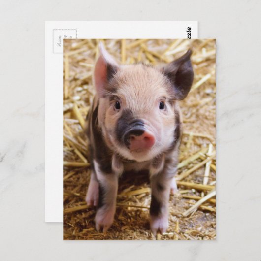 Schöne Barnyard Landschaft Postkarte (Vorne/Hinten)