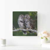 Schöne Barred Owls Wildlife Wall Clock Quadratische Wanduhr (Zuhause)