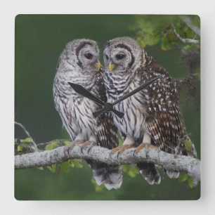Schöne Barred Owls Wildlife Wall Clock Quadratische Wanduhr