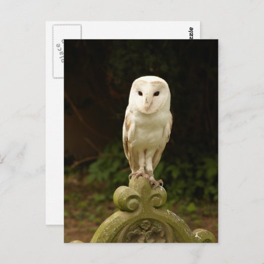 Schöne Barschschale Postkarte (Vorne/Hinten)