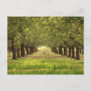 Schöne Bäume, Almond Orchard Farm Post Card Postkarte