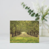 Schöne Bäume, Almond Orchard Farm Post Card Postkarte (Stehend Vorderseite)