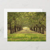 Schöne Bäume, Almond Orchard Farm Post Card Postkarte (Vorne/Hinten)