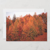 Schöne Bäume im Herbst Hochzeitsfeiern Einladung (Rückseite)