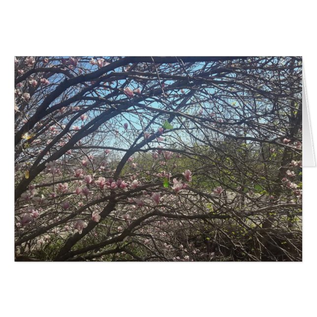 Schöne Baumzweige Magnolia Tree Blank Card (Vorderseite (Horizontal))