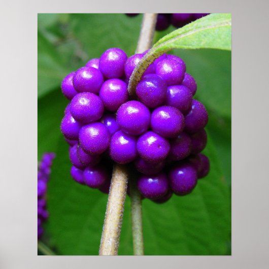 Schöne Beautyberry Print Poster (Vorne)