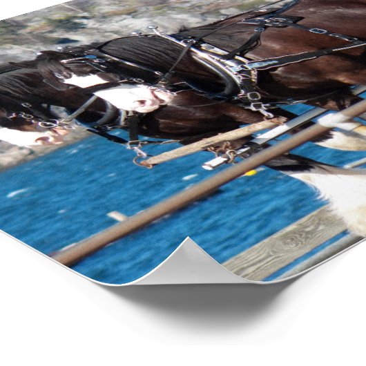 Schöne belgianische Arbeitspferde Poster (Ecke)