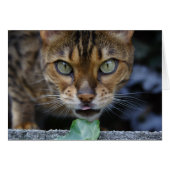 Schöne Bengalische Katze (Vorderseite (Horizontal))