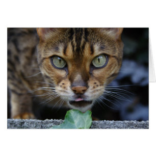 Schöne Bengalische Katze