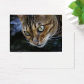 Schöne Bengalische Katze (Schreibtisch)