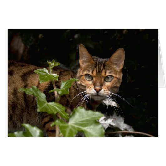 Schöne Bengalische Katze (Vorderseite (Horizontal))