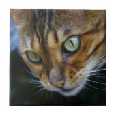 Schöne Bengalische Katze Fliese (Vorderseite)