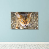 Schöne Bengalische Katze Leinwanddruck (Insitu (Holzboden))