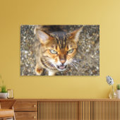 Schöne Bengalische Katze Leinwanddruck (Insitu (Wohnzimmer))