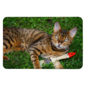 Schöne Bengalische Katze Magnet (Horizontal)