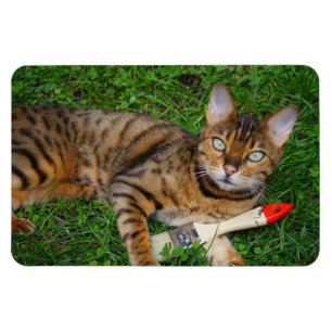 Schöne Bengalische Katze Magnet