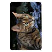 Schöne Bengalische Katze Magnet (Vertikal)