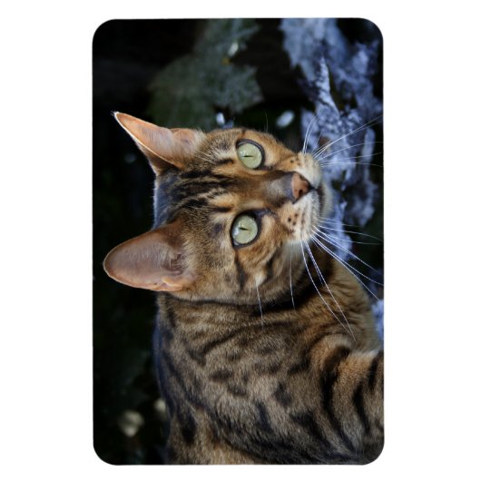 Schöne Bengalische Katze Magnet (Vertikal)