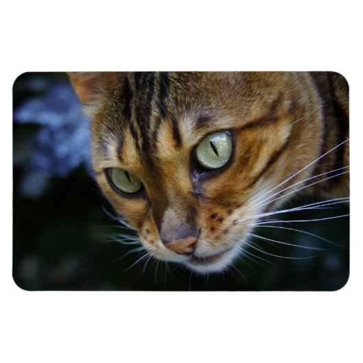 Schöne Bengalische Katze Magnet (Horizontal)