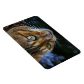 Schöne Bengalische Katze Magnet (Rechte Seite)