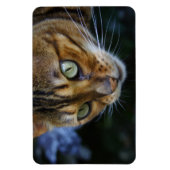 Schöne Bengalische Katze Magnet (Vertikal)