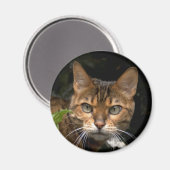 Schöne Bengalische Katze Magnet (Vorderseite/Rückseite)