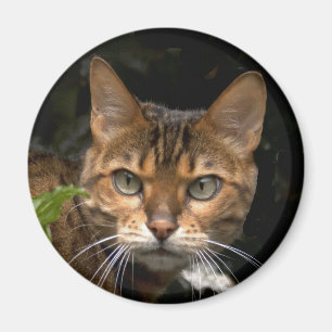 Schöne Bengalische Katze Magnet