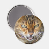 Schöne Bengalische Katze Magnet (Vorderseite/Rückseite)