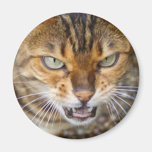 Schöne Bengalische Katze Magnet (Vorne)