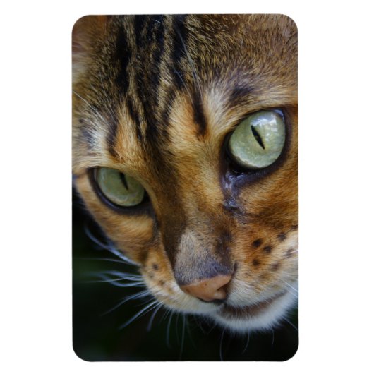 Schöne Bengalische Katze Magnet (Vertikal)