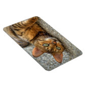 Schöne Bengalische Katze Magnet (Rechte Seite)