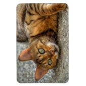 Schöne Bengalische Katze Magnet (Vertikal)