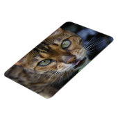 Schöne Bengalische Katze Magnet (Linke Seite)