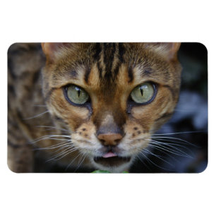 Schöne Bengalische Katze Magnet