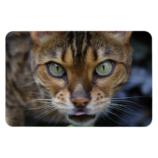 Schöne Bengalische Katze Magnet (Horizontal)