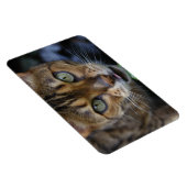 Schöne Bengalische Katze Magnet (Rechte Seite)
