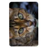 Schöne Bengalische Katze Magnet (Vertikal)