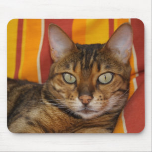 Schöne Bengalische Katze Mousepad