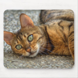 Schöne Bengalische Katze Mousepad