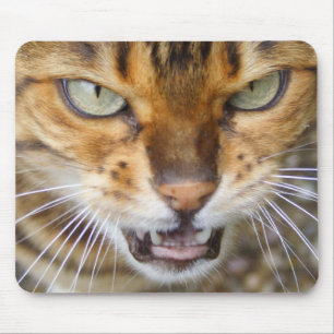 Schöne Bengalische Katze Mousepad