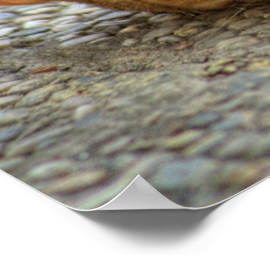 Schöne Bengalische Katze Poster (Ecke)