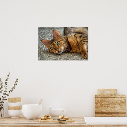 Schöne Bengalische Katze Poster (Küche)