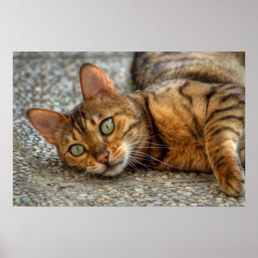 Schöne Bengalische Katze Poster (Vorne)