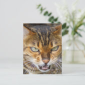 Schöne Bengalische Katze Postkarte (Stehend Vorderseite)