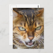 Schöne Bengalische Katze Postkarte (Vorne/Hinten)