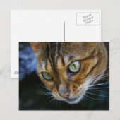 Schöne Bengalische Katze Postkarte (Vorne/Hinten)
