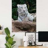 Schöne Bengalische White Tiger Fotografie Poster (Heimbüro)