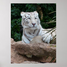 Schöne Bengalische White Tiger Fotografie